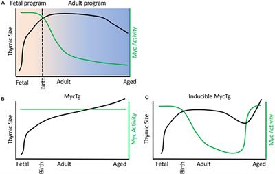 Postnatal Involution and Counter-Involution of the Thymus